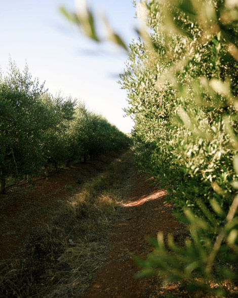 Oliveira da Serra Lagar do Marmelo