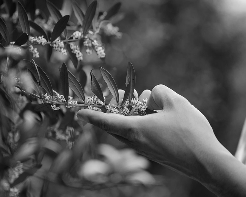 Oliveira da Serra manifesto