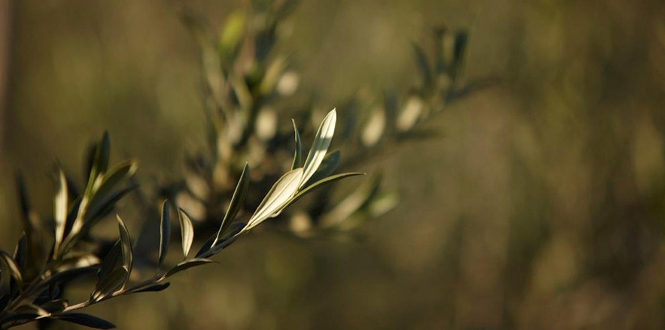 Oliveira da Serra Lagar