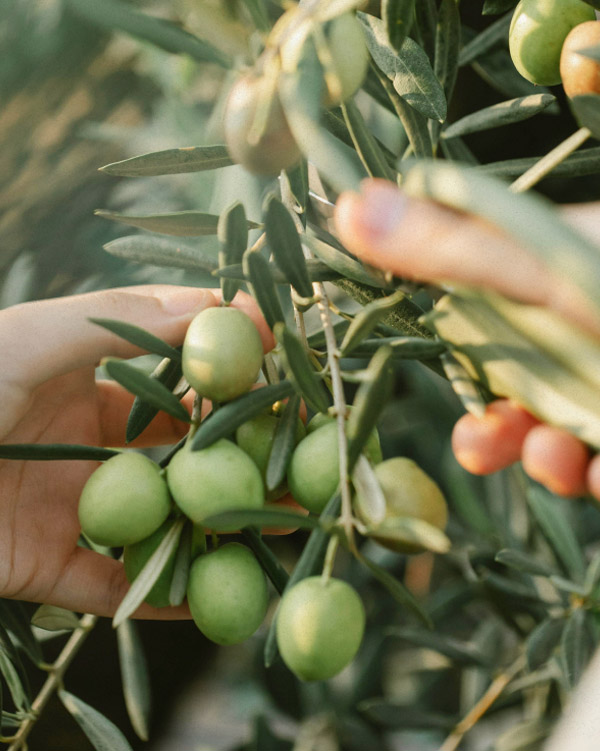 Oliveira da Serra Lagar do Marmelo