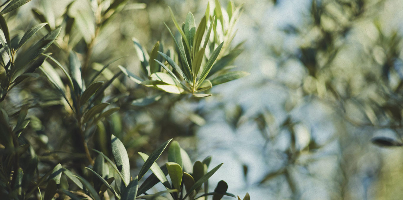 Oliveira da Serra - produtos